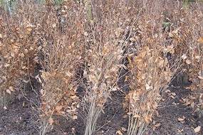 Bare root hedging